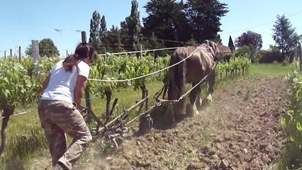 TRAVAIL DU SOL AVEC LE CHEVAL VIDEO 2