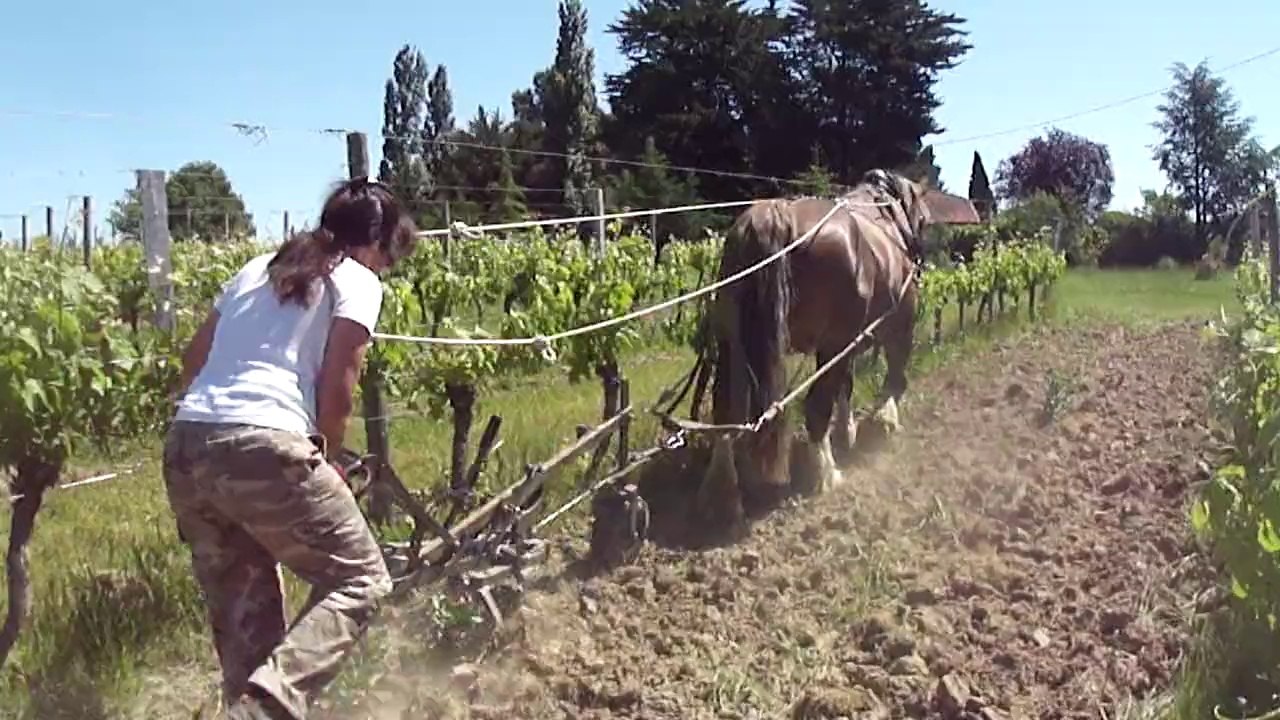 TRAVAIL DU SOL AVEC LE CHEVAL VIDEO 2