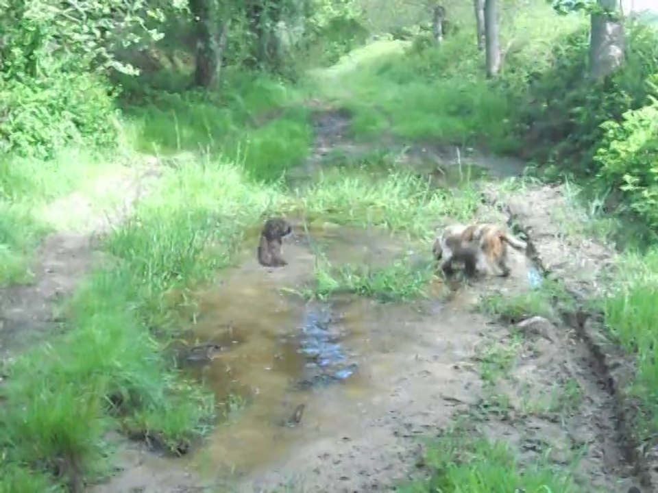 mes cockers en ballade