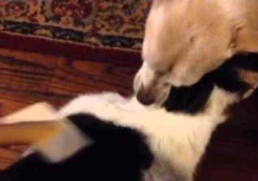 Elderly Feline Receives Special Treatment From Canine Companion