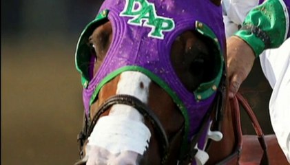 California Chrome's Nasal Strip Approved