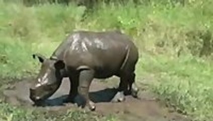 Baby Rhino Takes a Mud Bath