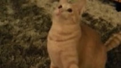 Cat Gets Entranced by Twirly Toy 🐱