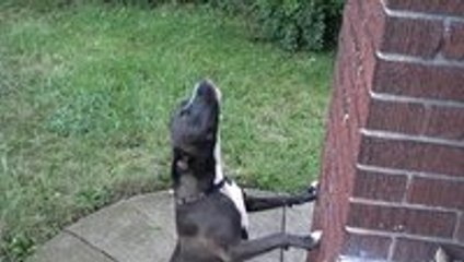 Energetic Dog vs Raindrops