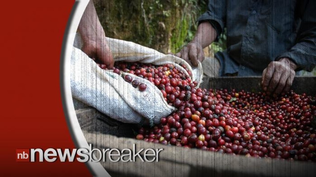 Coffee Prices to Rise as Fungus Destroys $1 Bil...