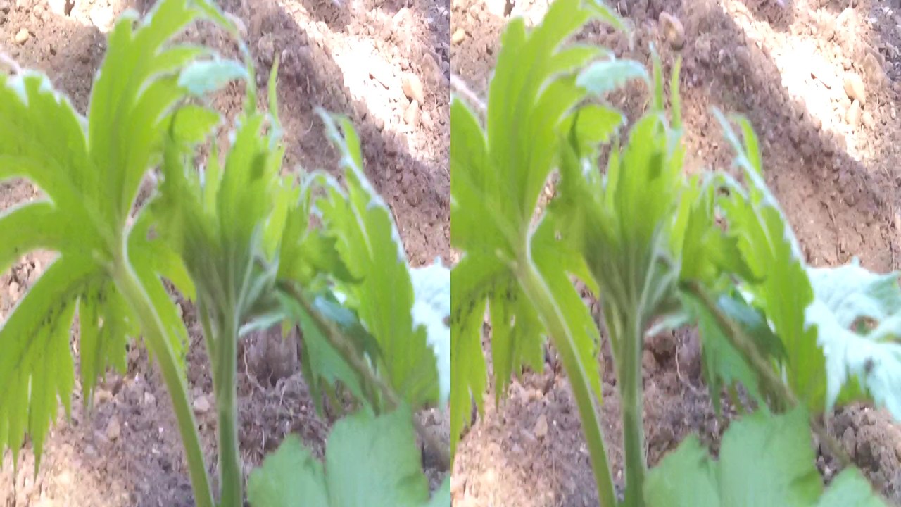 3D сорняк