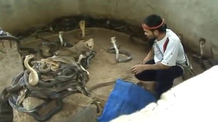 Man Selecting Cobras For Snake Show!