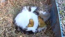 Mother Cat Feeding Ducklings!