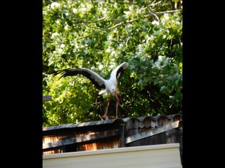 Upie les rapaces