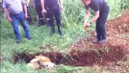 Sauvetage Ulysse suite et fin..