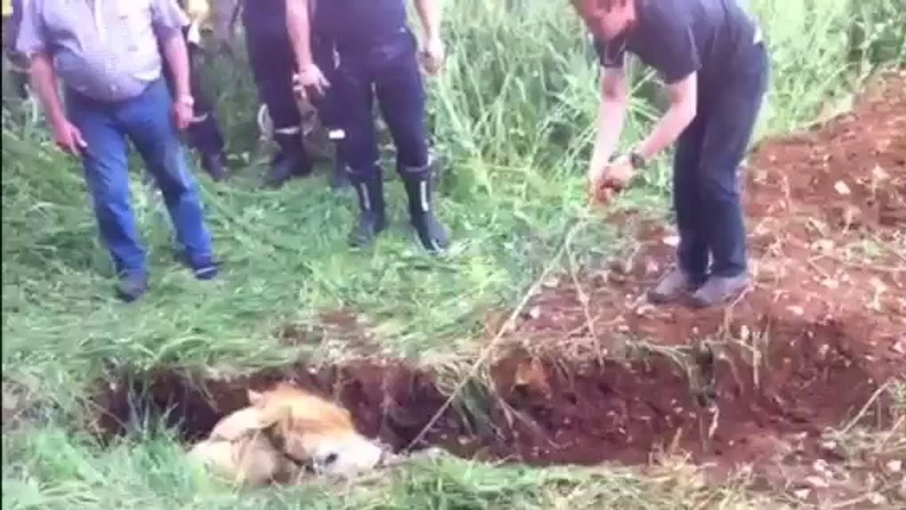 Sauvetage Ulysse suite et fin..