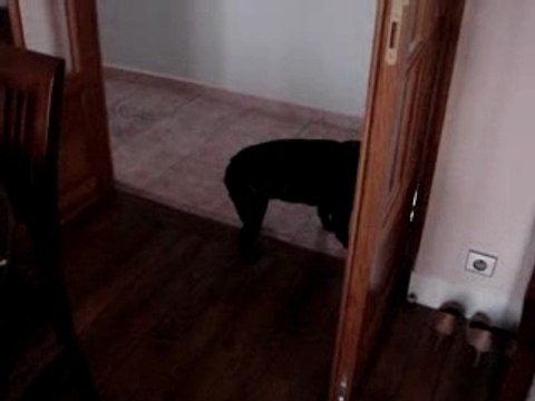 Angie embêteuse pro