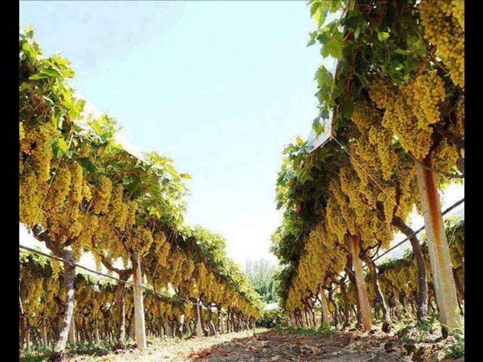 Grapes /Angoor ka bagh near Islamabad Dr.Ashraf Sahibzada