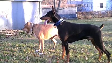 Why Choose a Pet Playgroundz non-electric fence?