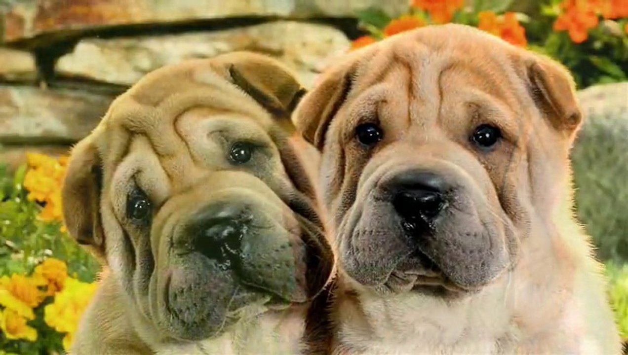 Dogs Morphing