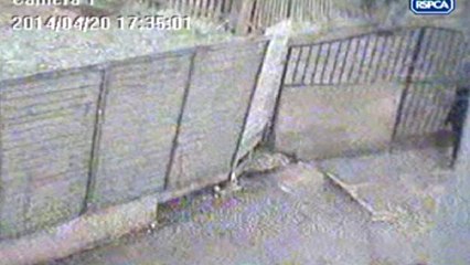 Boy caught on CCTV hurling cat over fence to pair of dogs