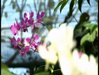 sanso ma baj rh hai pal pal tere dhun by janib ali