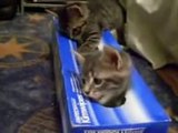 武蔵AS GROUPのティッシュ箱に入りたがるカワイイ猫 おもしろ動画