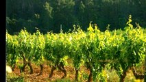 Vente - Propriété viticole Carcès