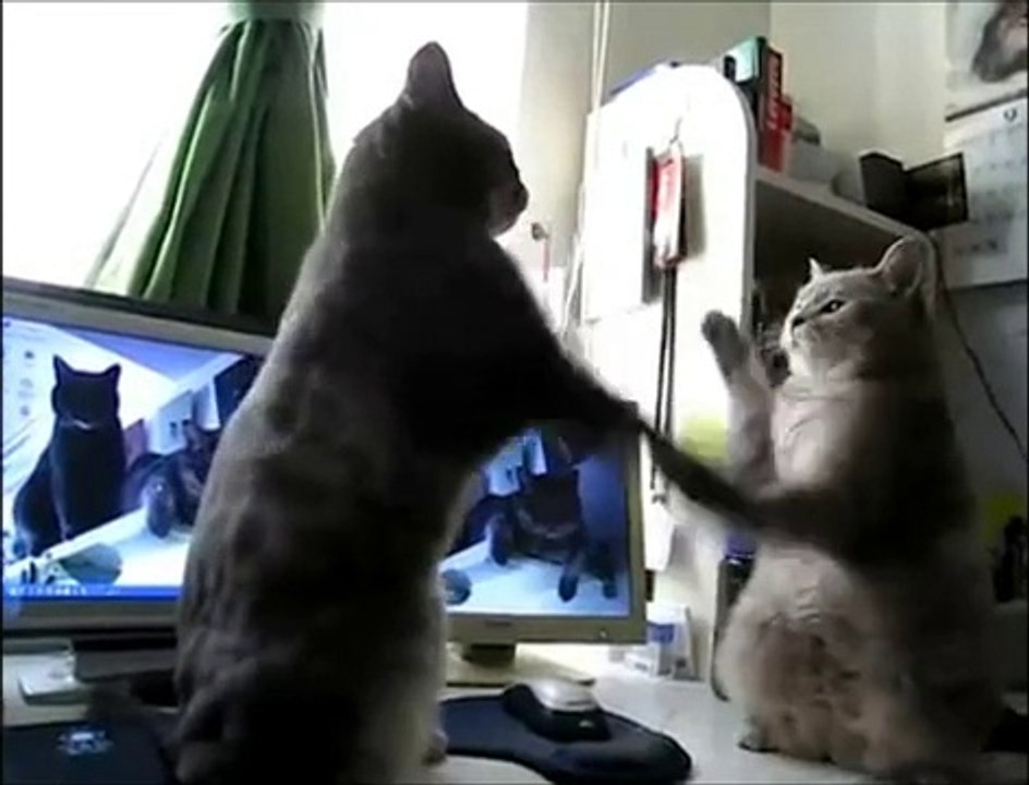 Chat Dansons la capucine