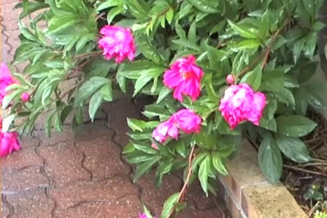 Un petit tour villa des acacias le 2 mai 2014