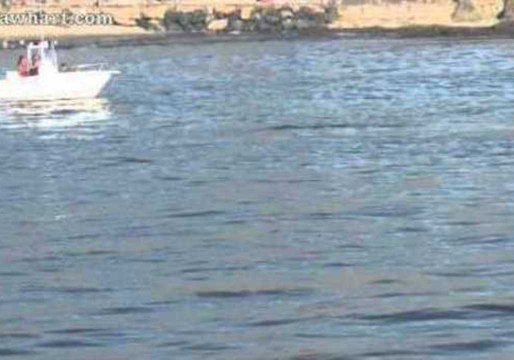 Gray Whales Visit Laguna Beach