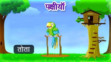 Types of Birds | Animated Video For Kids | Hindi Animation Video