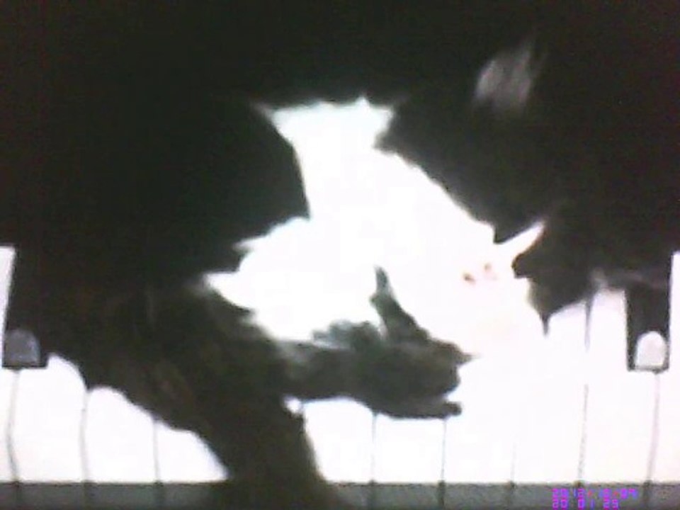 Chat et piano