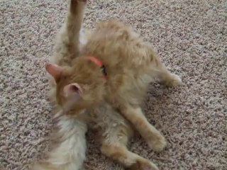 Mr Kitty & Icy-Hot