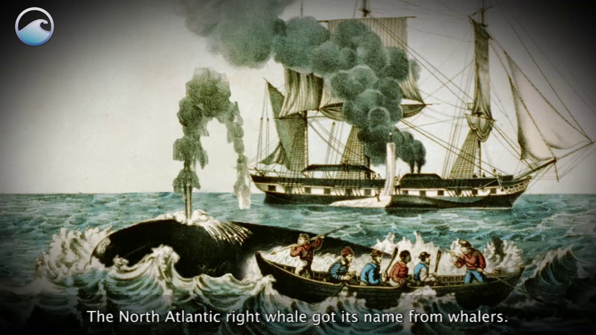 ⁣Endangered Ocean: North Atlantic Right Whales