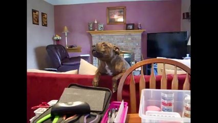 Pitbulls Are Awesome Compilation