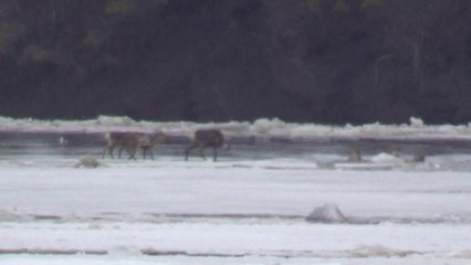 caribou on ice flow on The Porcupine River