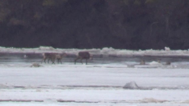 caribou on ice flow on The Porcupine River