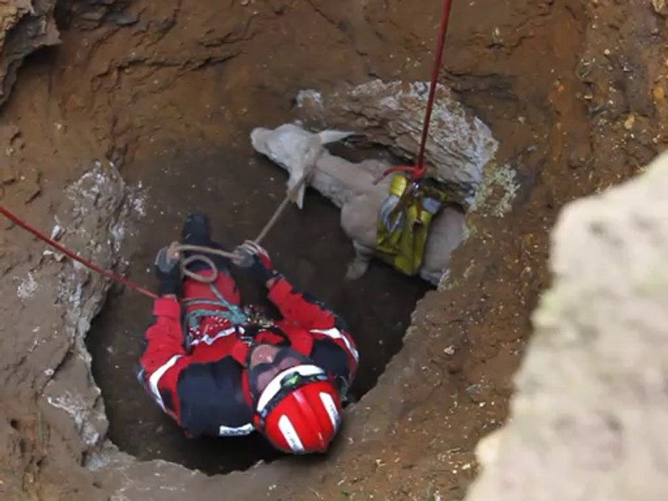 Boisjean : sauvetage d'un veau tombé dans un trou (1/2)