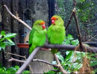 SINGAPOUR LE PARC AUX OISEAUX