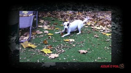 MON_ANIMAL_-_INCROYABLE_TALENT