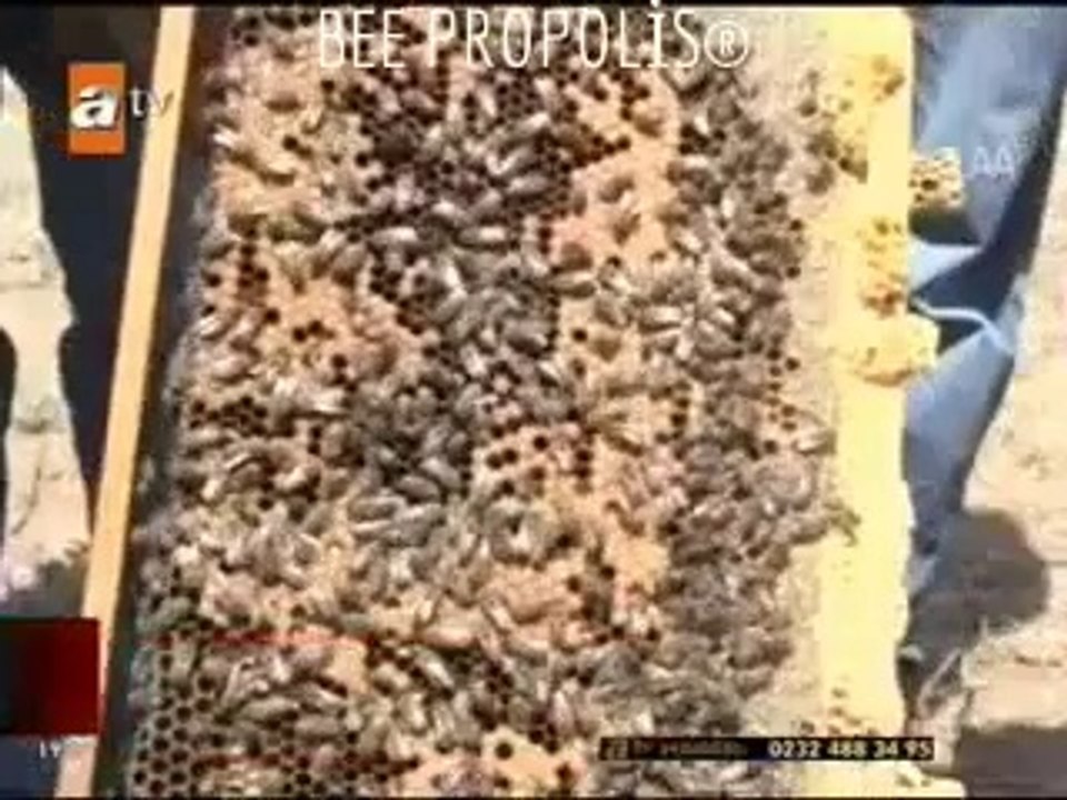 Arılar Kanser Avında_ BEE PROPOLİS®