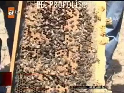 Arılar Kanser Avında_ BEE PROPOLİS®