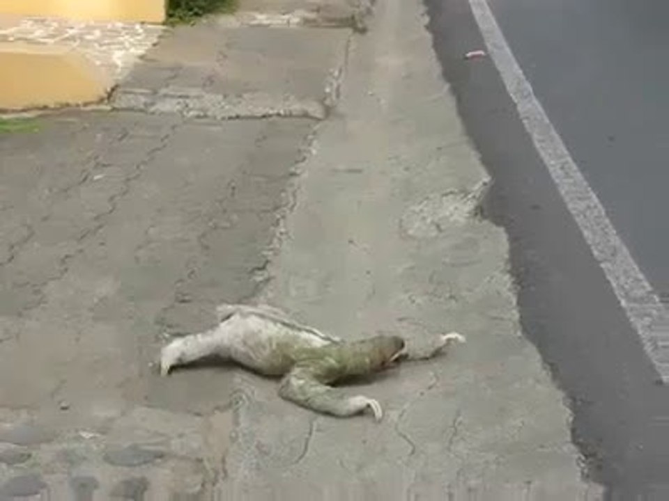 the worlds laziest animal