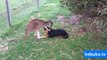 kanguru ve köpeğin arkadaşlığı