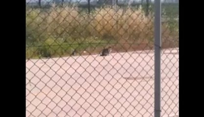 Kedi kocayınca saksağanın maskarası olurmuş