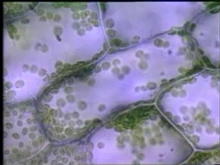 BİTKİ VE HAYVAN HÜCRELERİ ARASINDAKİ FARKLAR