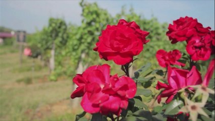 Steiermark Teil 1: Wein