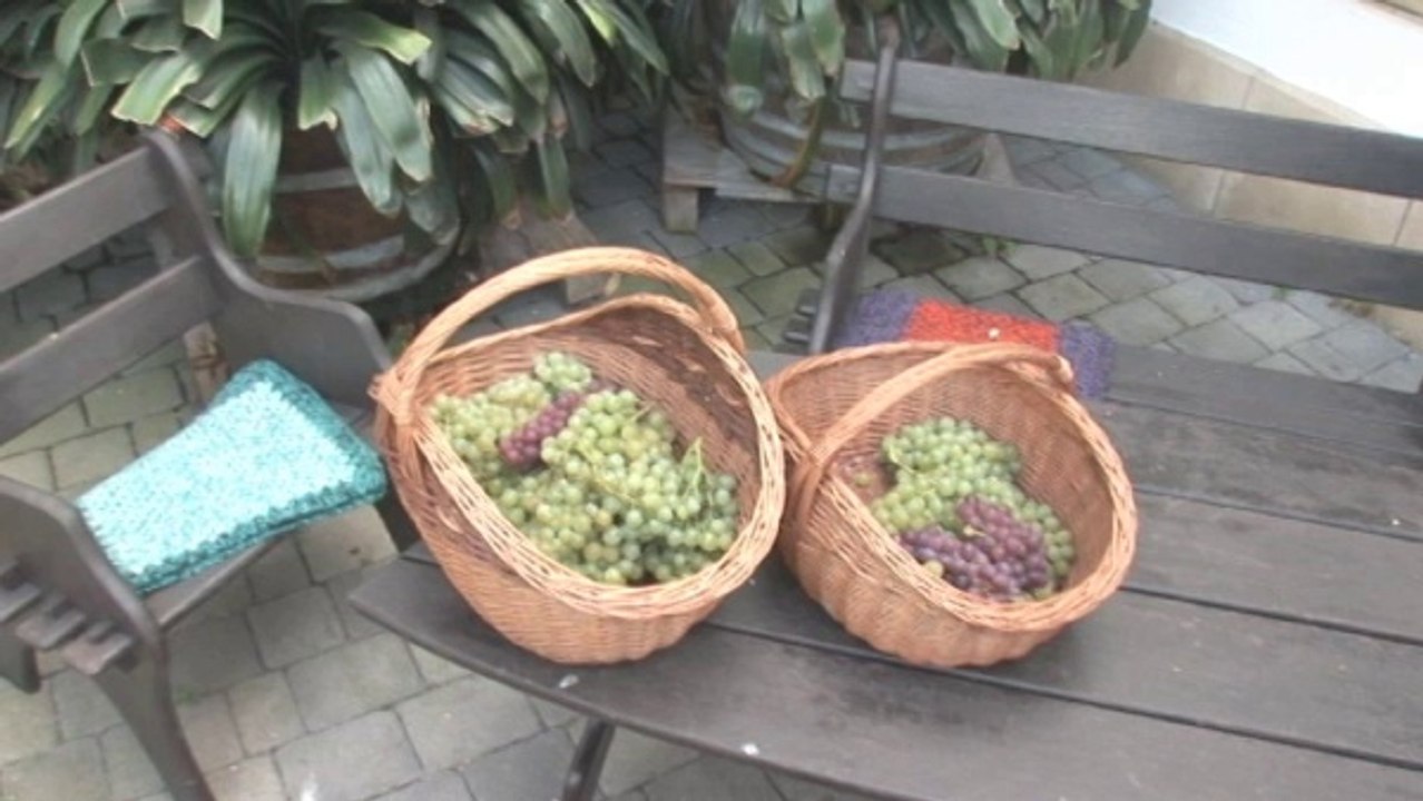 Burgenland Teil 1: Wein