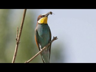 Arı Kuşu Kaçıranı