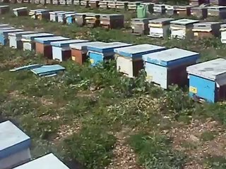 Yığılca Ana Arısı