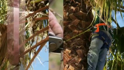 Josephs Tree Work (770) 871-5325