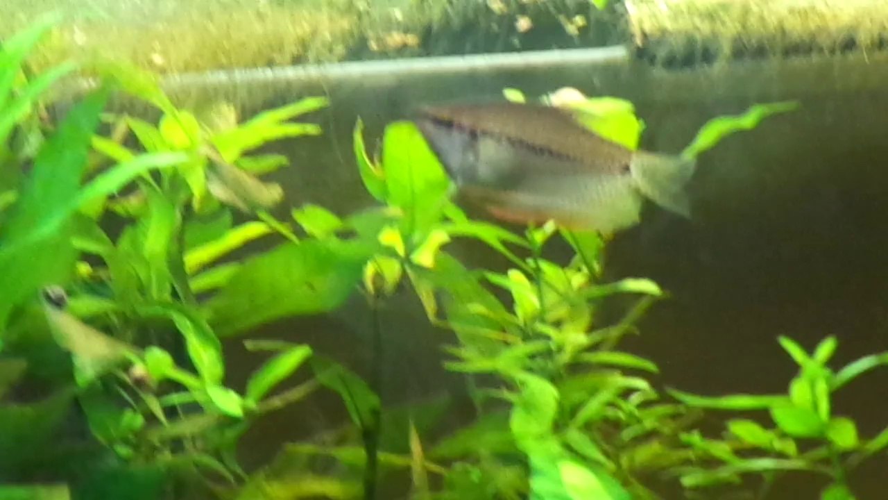 Ma Gourami femelle