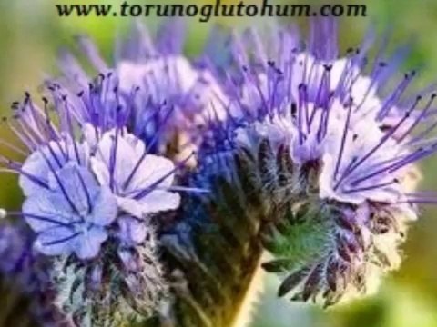 ARI OTU CESİTLERİ,arı otu bal fiyatları arı otu nasıl ekilir