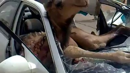 جمل يحتل سيارة بعد الاعتداء على سائقها